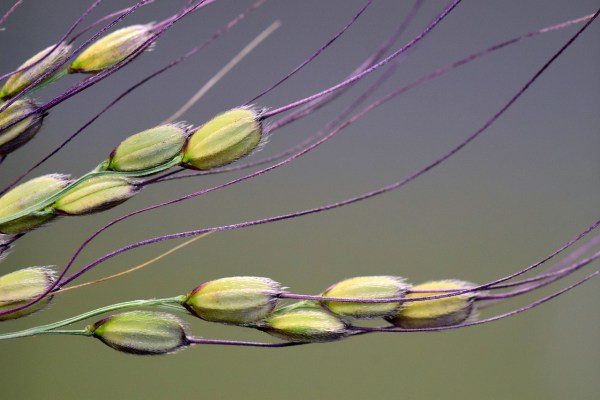 La leyenda del arroz