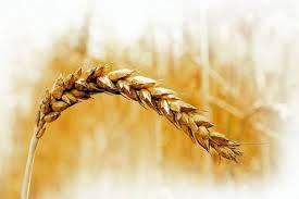La parábola del trigo y la cizaña